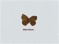 藏品(暗色紫灰蝶)的圖片